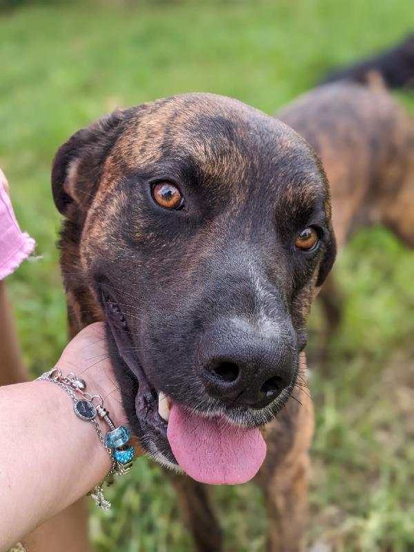 Bear, Cane Tigrato 3 Anni – Taglia Media, Dolce E Intelligente